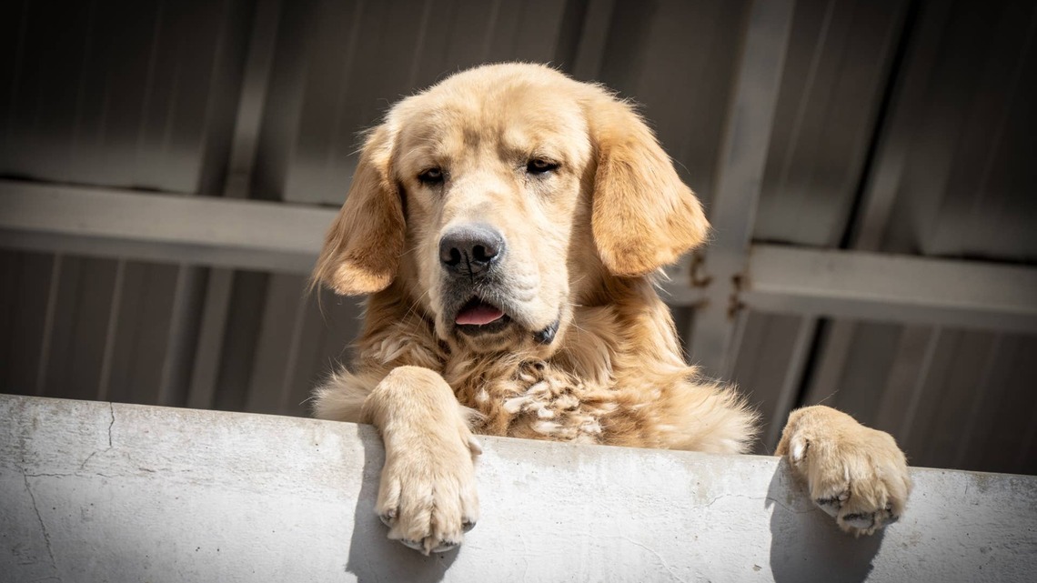 'World's Most Emotional' Golden Retriever 'Kinda Looks Like Benjamin Franklin' When He Pouts 