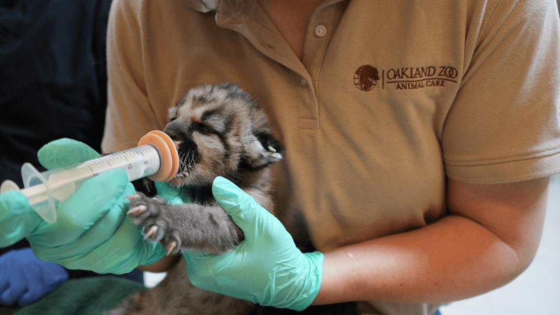 Baby mountain lion orphaned and left to starve in Southern California is rescued 