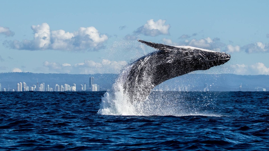 Whale Watchers Get the Surprise of Their Lives When a Humpback Breaches Beside the Boat 