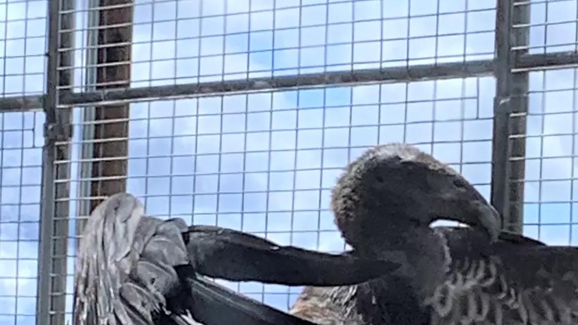 Condor couple may be tending to first egg in Northern California in a century 