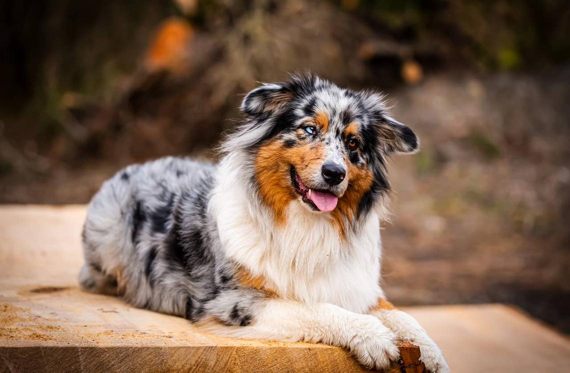  A happy Australian Shepherd. 