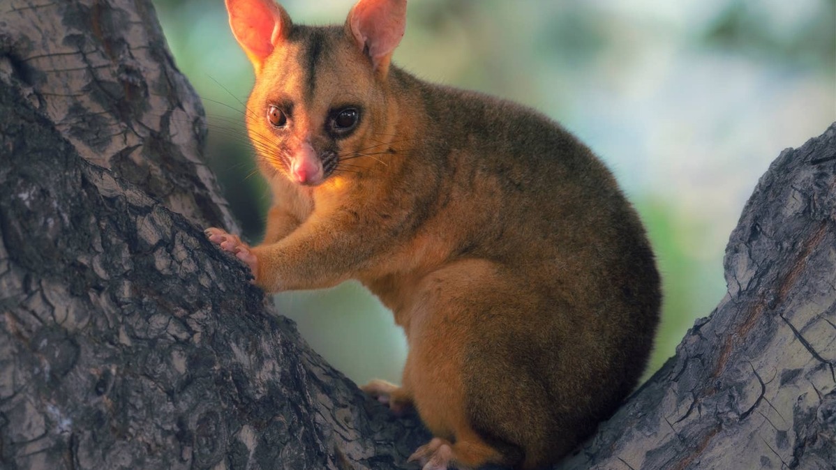 Australian bushtail possum sitting in a tree.
