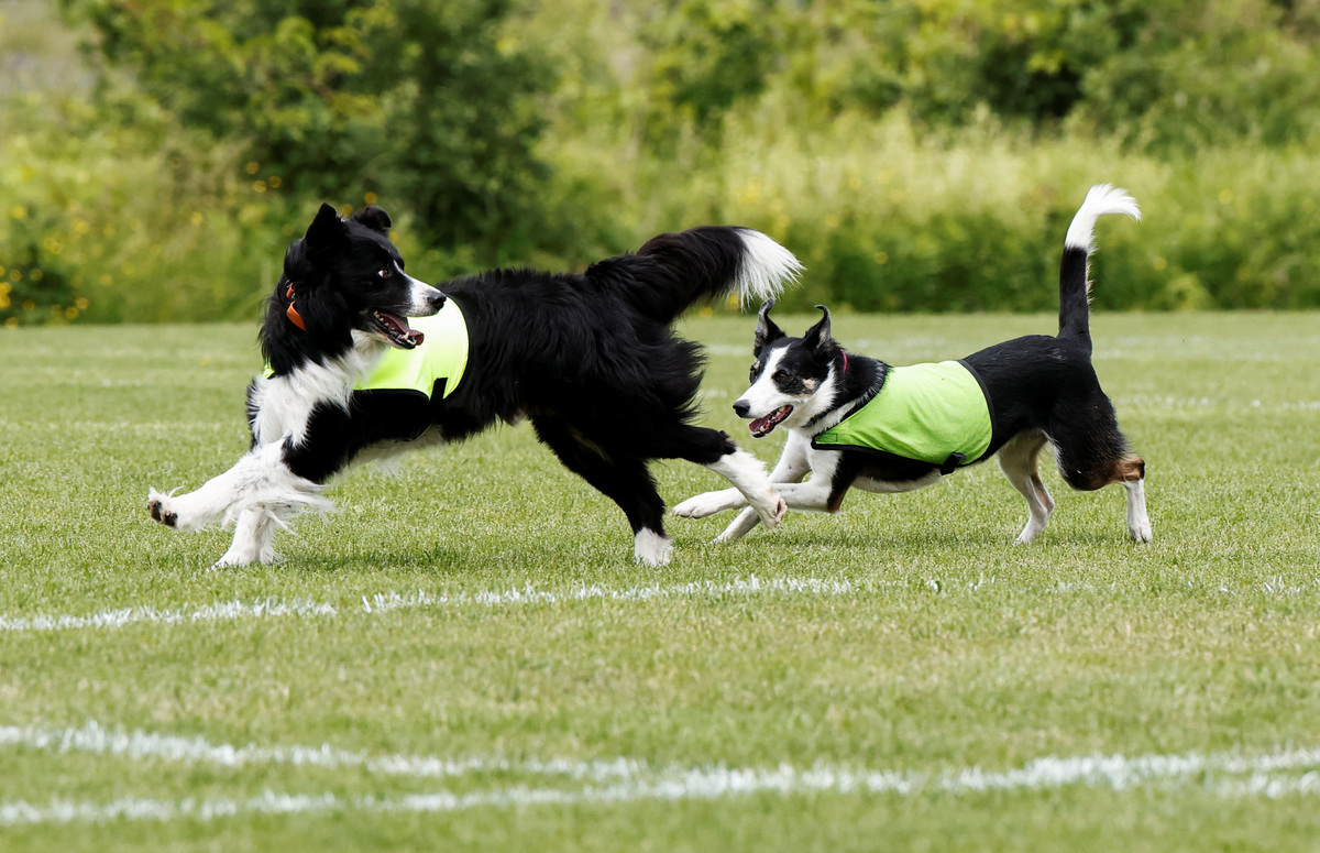 Ben, 8 years old and Sally, 2.5years old, the border collies hired to keep Canada geese off a FIFA World Cup training pitch, run during a practice session at the Centennial Park in Toronto, Canada June 24, 2026. REUTERS/Thomas Mukoya
