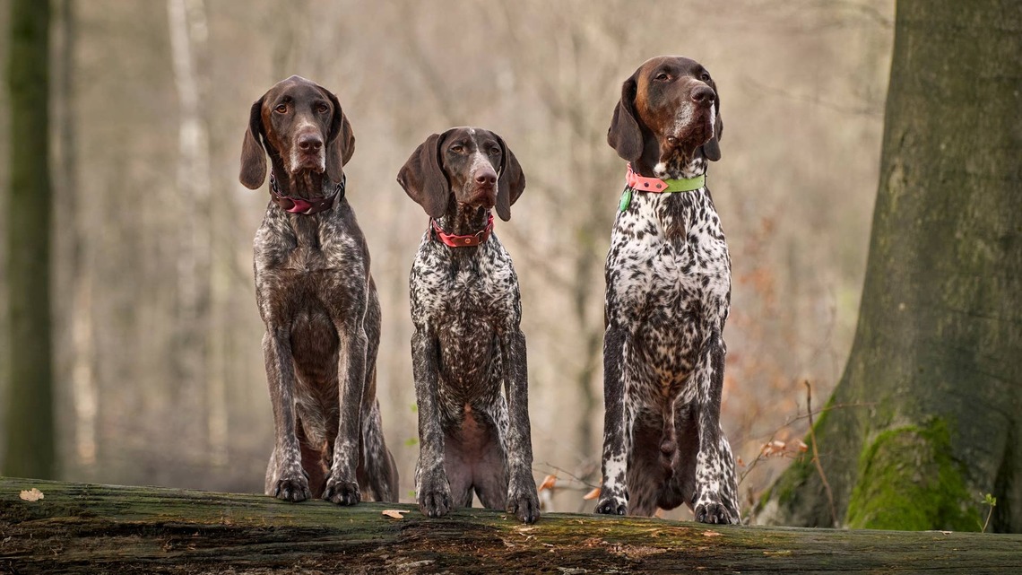 German Shorthaired Pointers Are So Confused About Their New Door, They Can't Even Come Into the House 