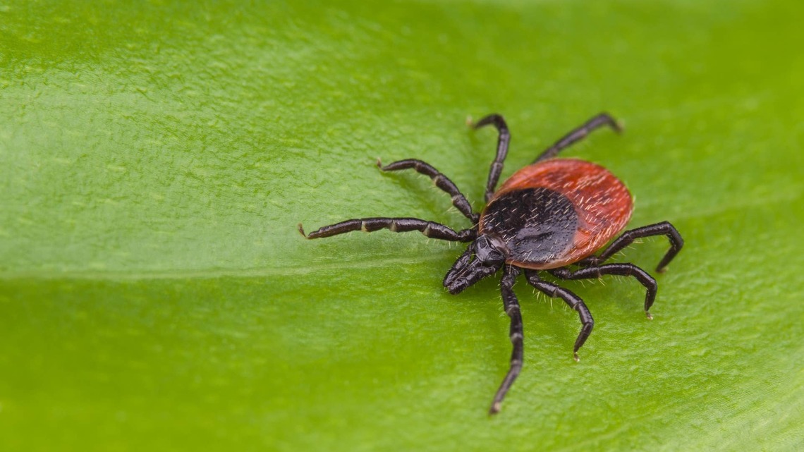 Summer Ticks Are Getting Worse-Here's How to Keep Them Out of Your Yard 