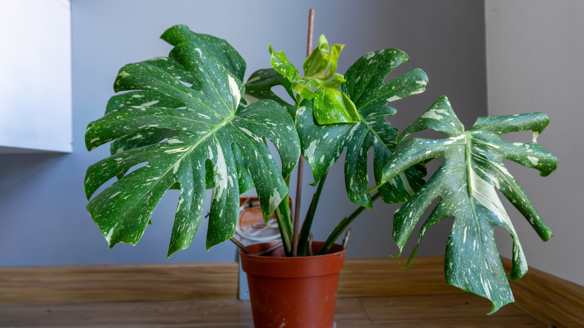 9 Rare and Unique Plants That Are Surprisingly Easy to Care For-All Available at The Sill 