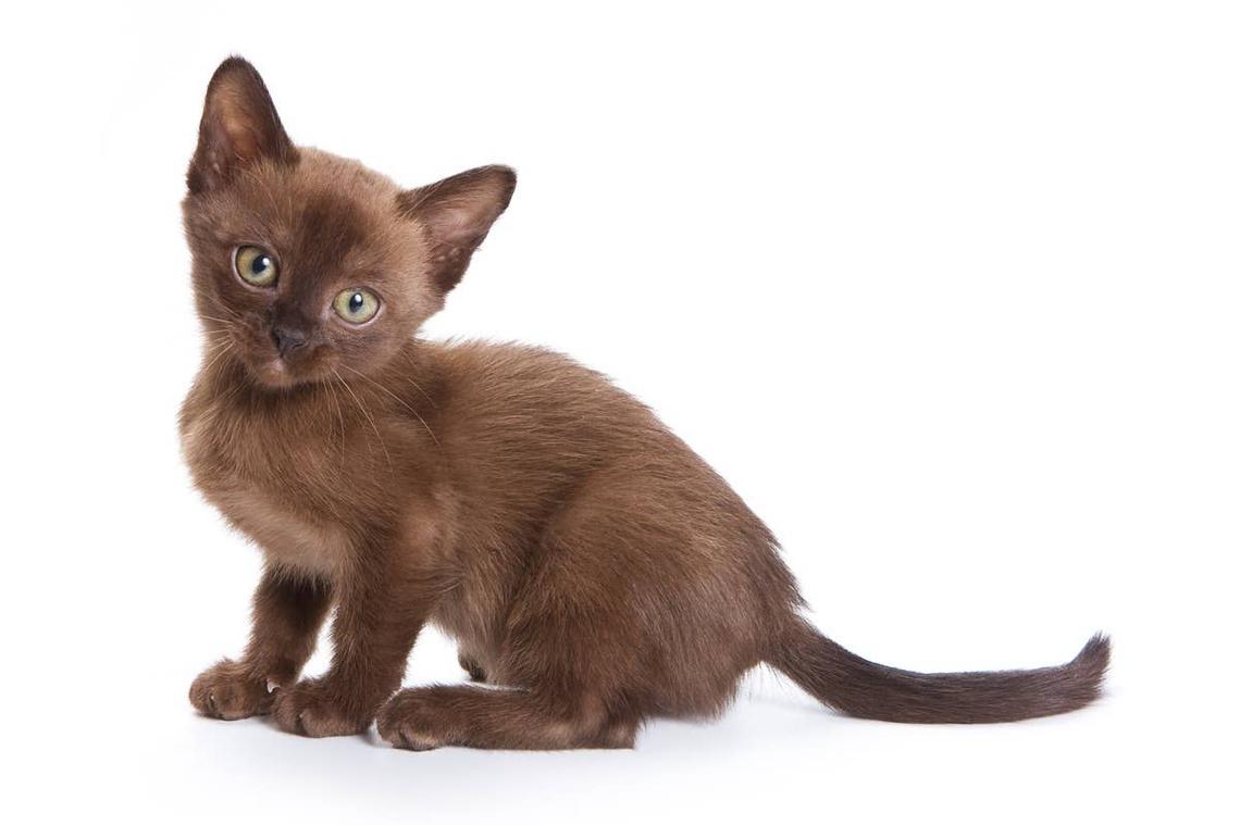  A Burmese kitten that is listening to its June-born owner talk. 