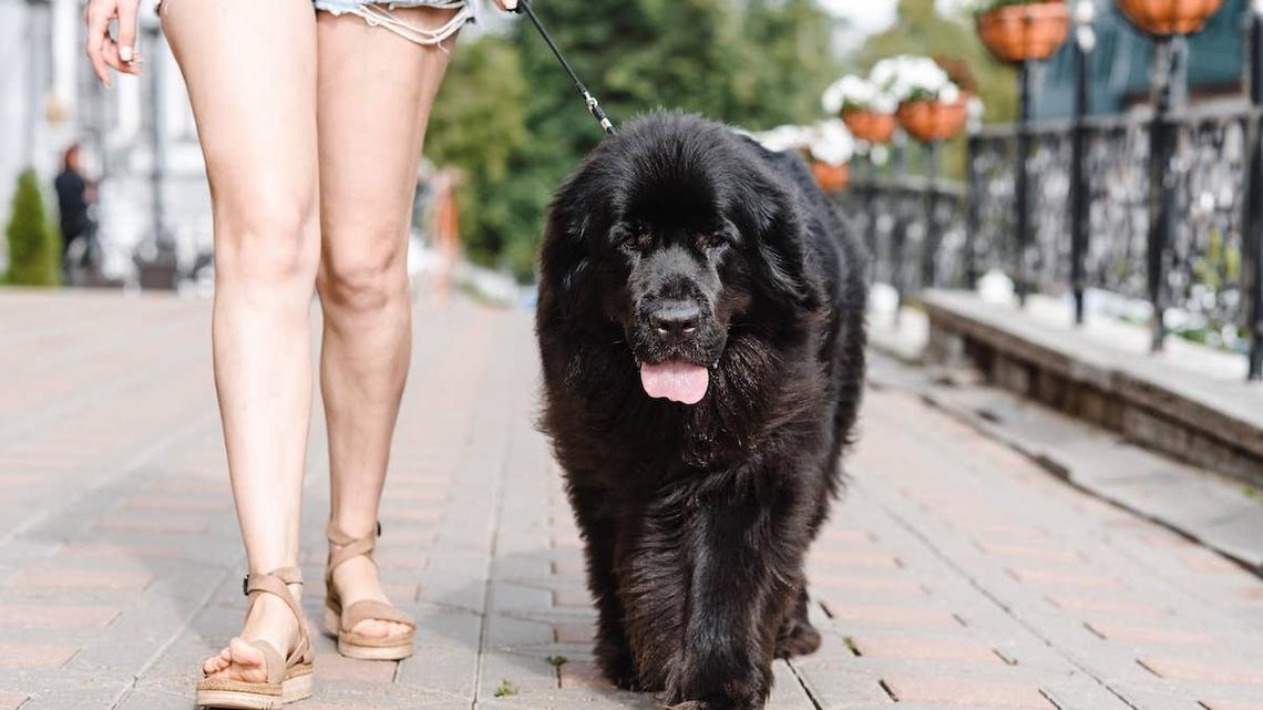 A Newfoundland dog swimming in the sunshine. 