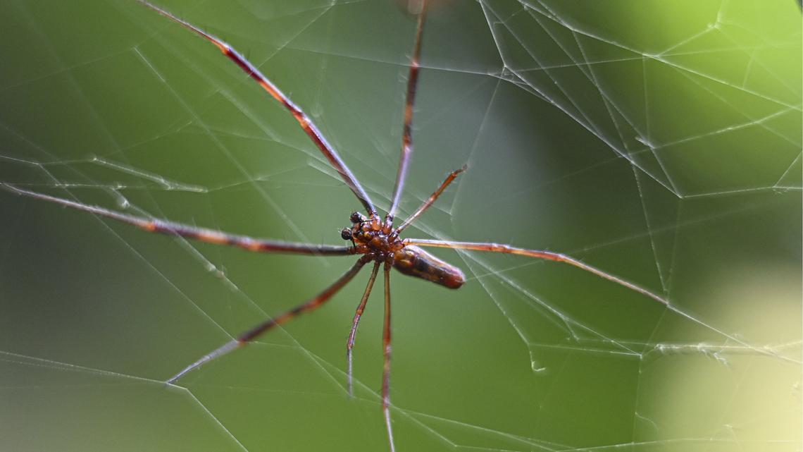 Gautam Mukunda: Humans have found the keys to mother nature's R&D lab 