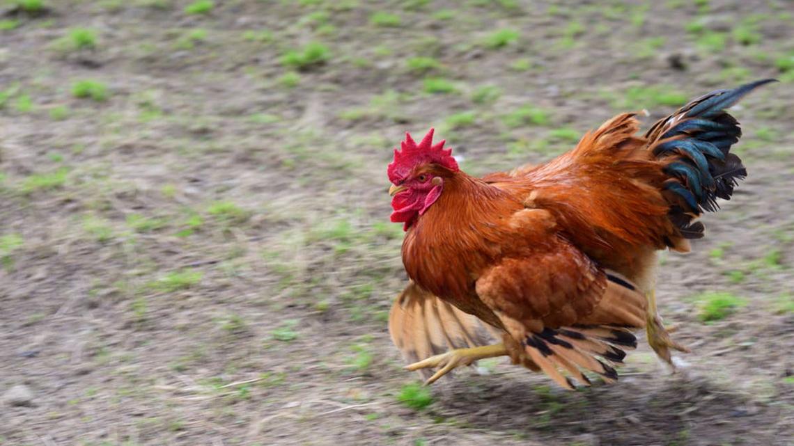 Rooster Attacks Dirt Bike-and Chaos Erupts When a Frenchie Steps in To Help 
