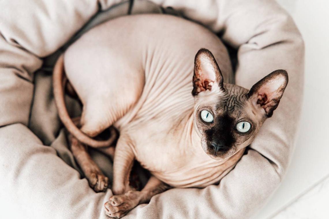  A Sphynx cat curled up in its bed. 