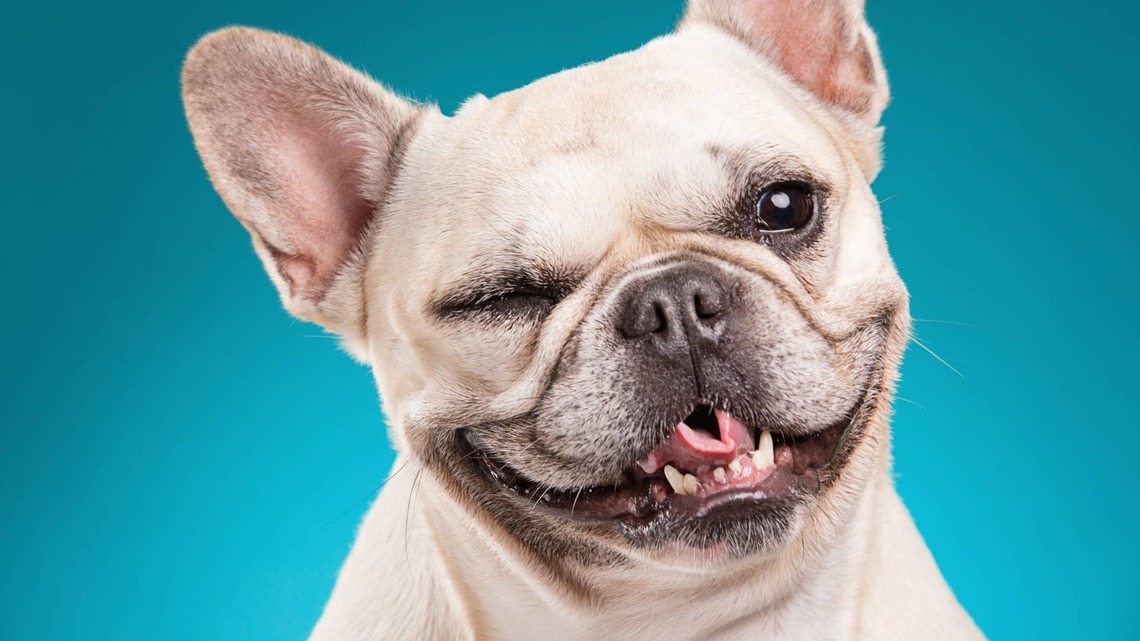 New Study Suggests Your Dog's Blinking Habit May Be Saying More Than You Realize 