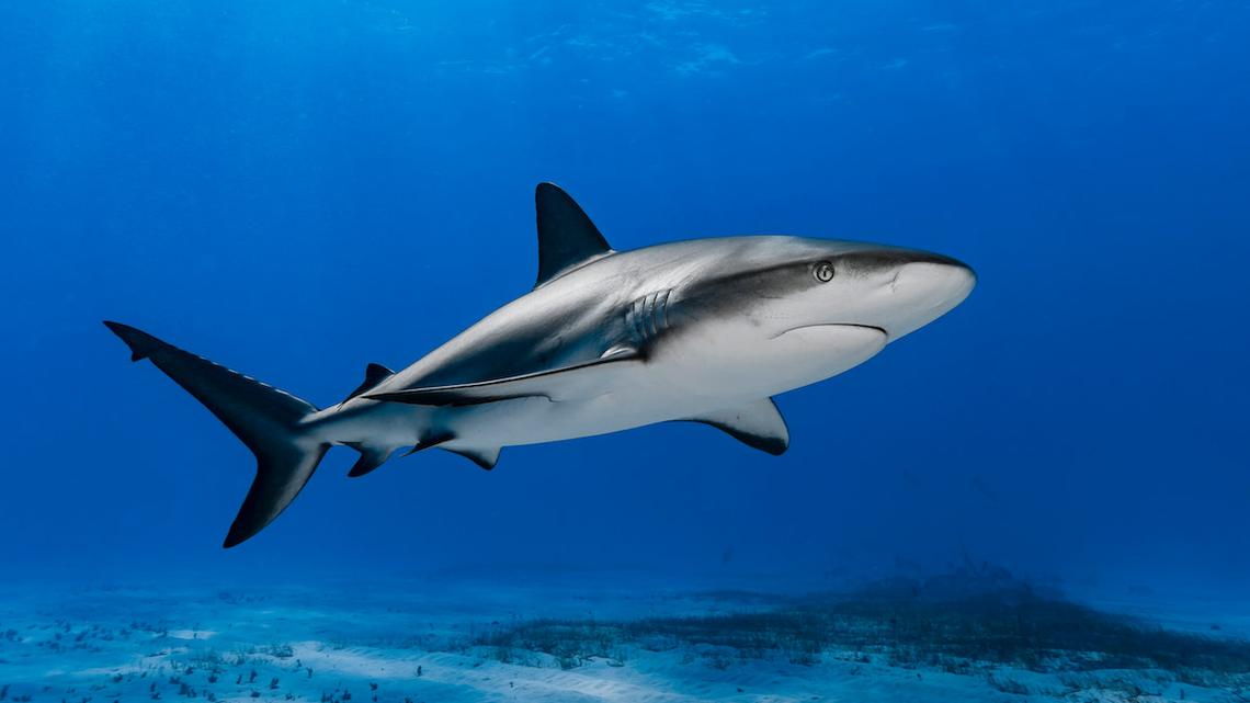 Why Sharks in the Bahamas Are Testing Positive For Cocaine and Other Drugs 