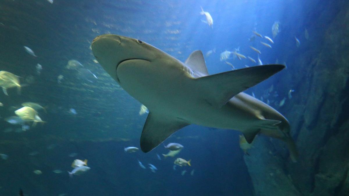 An Australian man was killed in a shark attack over the weekend, Queensland authorities confirmed, marking the second fatal shark attack in less than two weeks in the country. File Photo by Bill Greenblatt/UPI