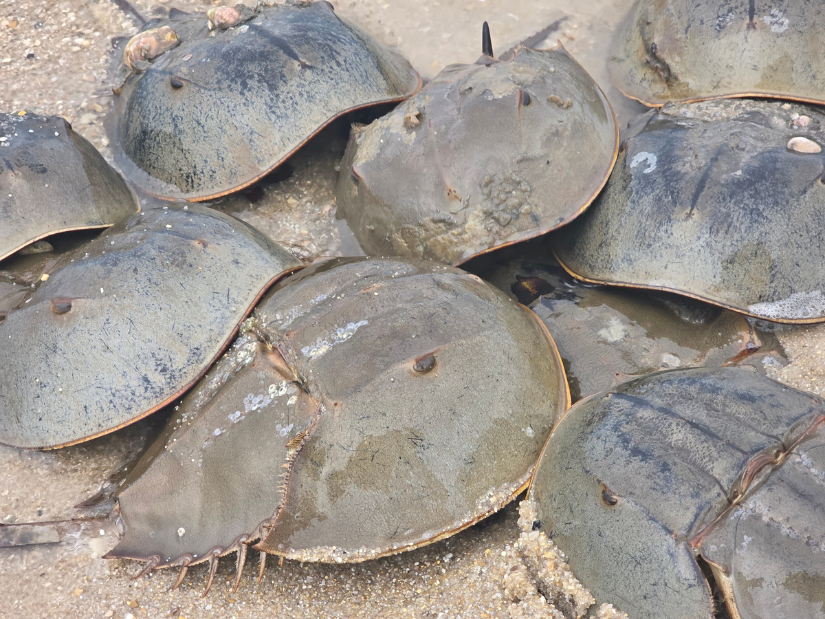 Horseshoe crabs at Cape Henlopen State Park on June 8, 2026.