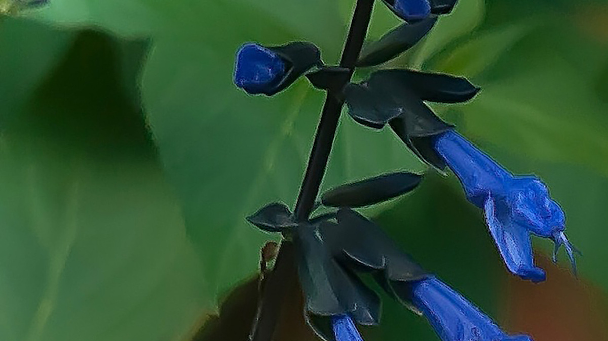 This Eastern Tiger Swallowtail, Georgia's State Butterfly was seen in late July nectaring on the Rockin Blue Suede Shoes salvia.