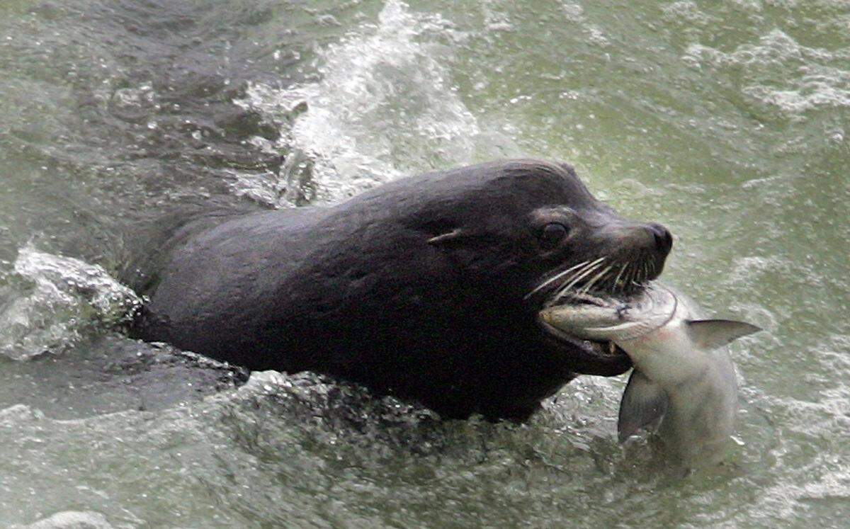 A sea lion catches an endangered Chinook salmon migrating up the Columbia River just below the spillway at Bonneville Dam, Washington. Pesky sea lions gobbling up threatened salmon at Bonneville Dam deplete fish runs. 