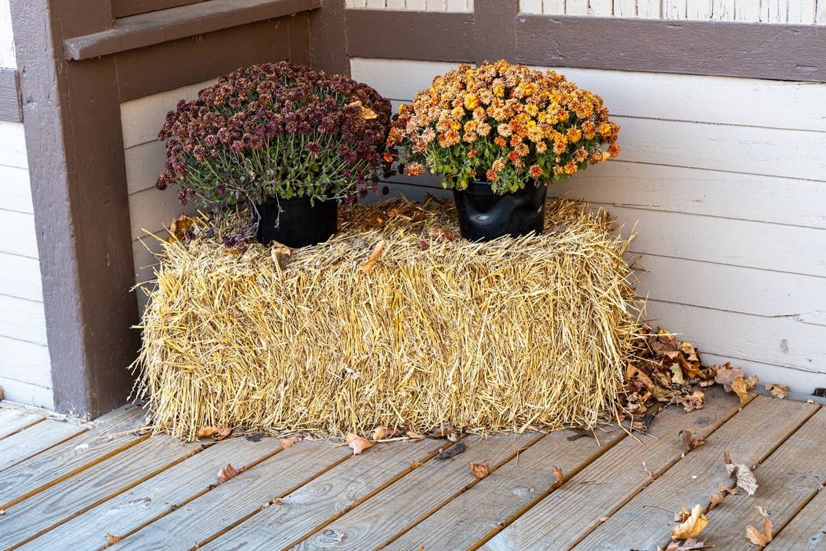 Pumpkins Are Overdone-Try These Rustic Harvest Decorating Ideas Instead ...