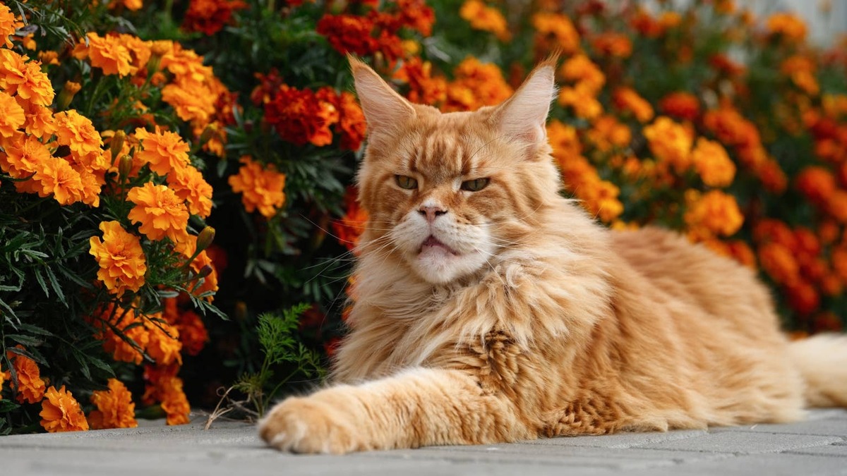 Orange Maine Coon cat lying down in front of flowers. 