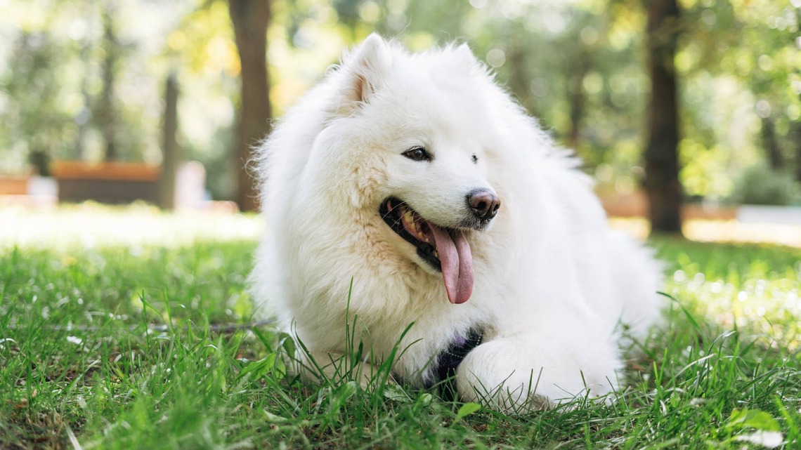 These Two Samoyed Dogs Literally Look Like a Big and Little Cloud 