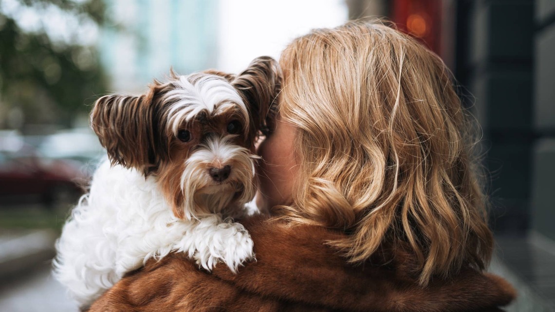 How Cold Is Too Cold to Walk Your Dog? What Vets Want Owners to Consider 