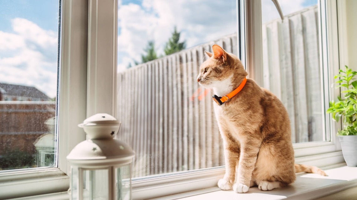 Orange Cat's Sad Cries Over 'His Person' Leaving for College Will Break Your Heart 