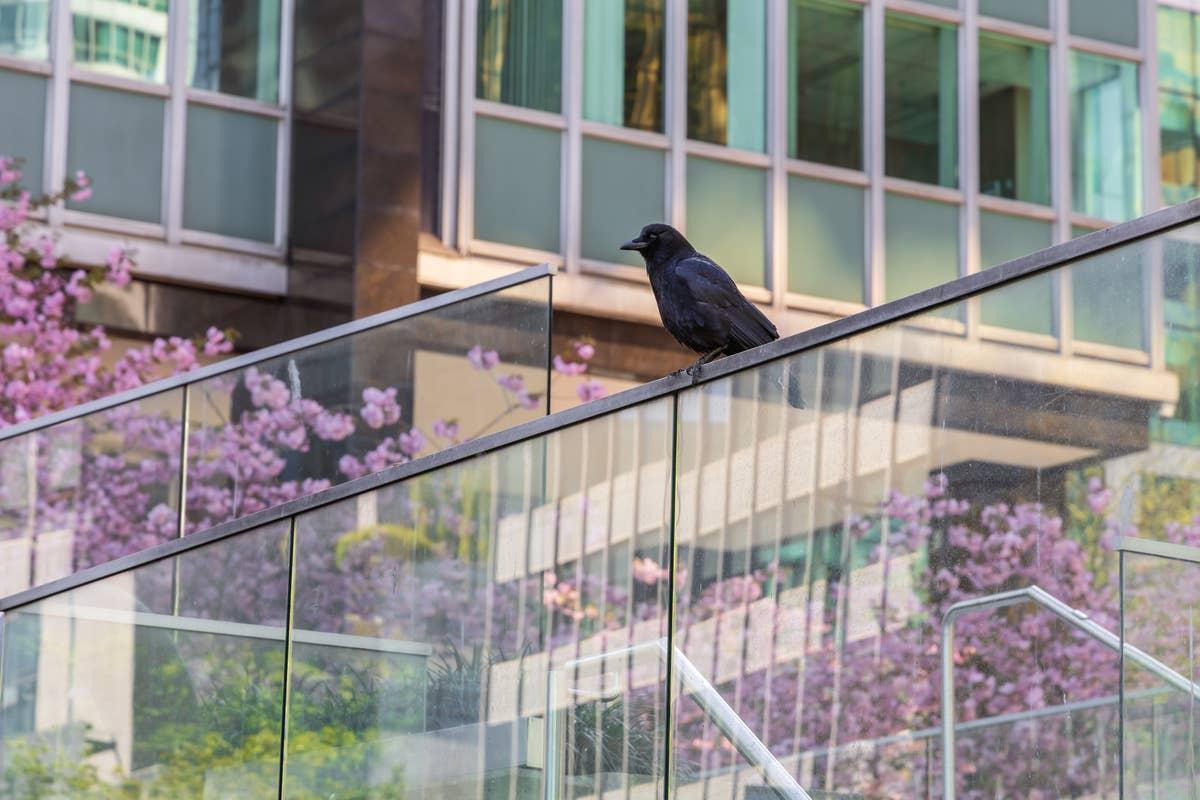  A crow that is attracted to someone's home and garden. 