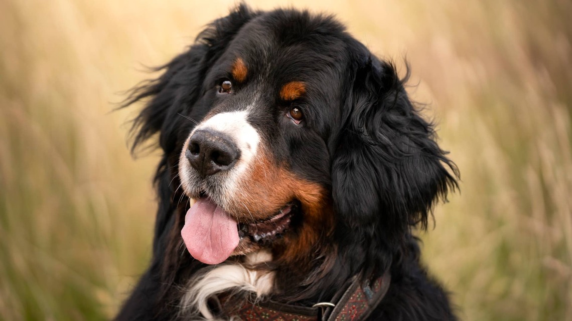 Sweet Bernese Mountain Dog Befriends Every Creature He Meets: 'This Needs to Be a Children's Book' 