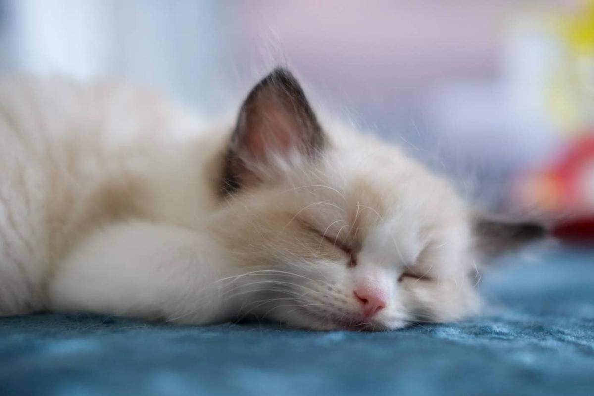  Tiny Ragdoll kitten taking a nap.
