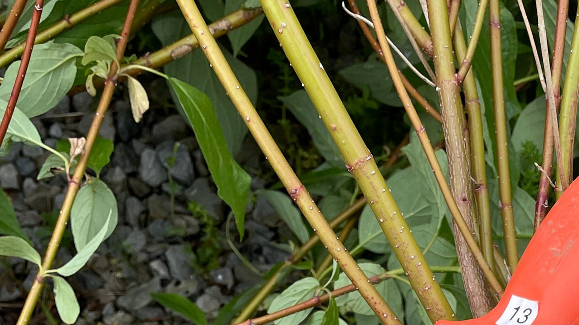Five essential steps for planting a healthy tree