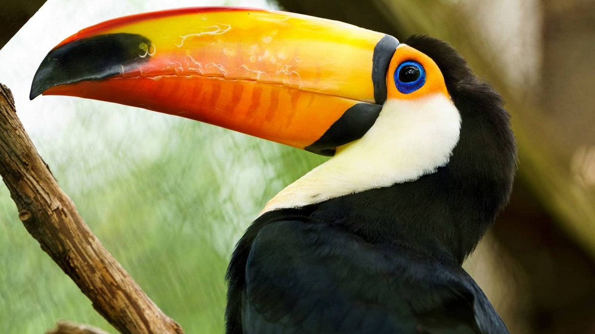 toucan portrait.