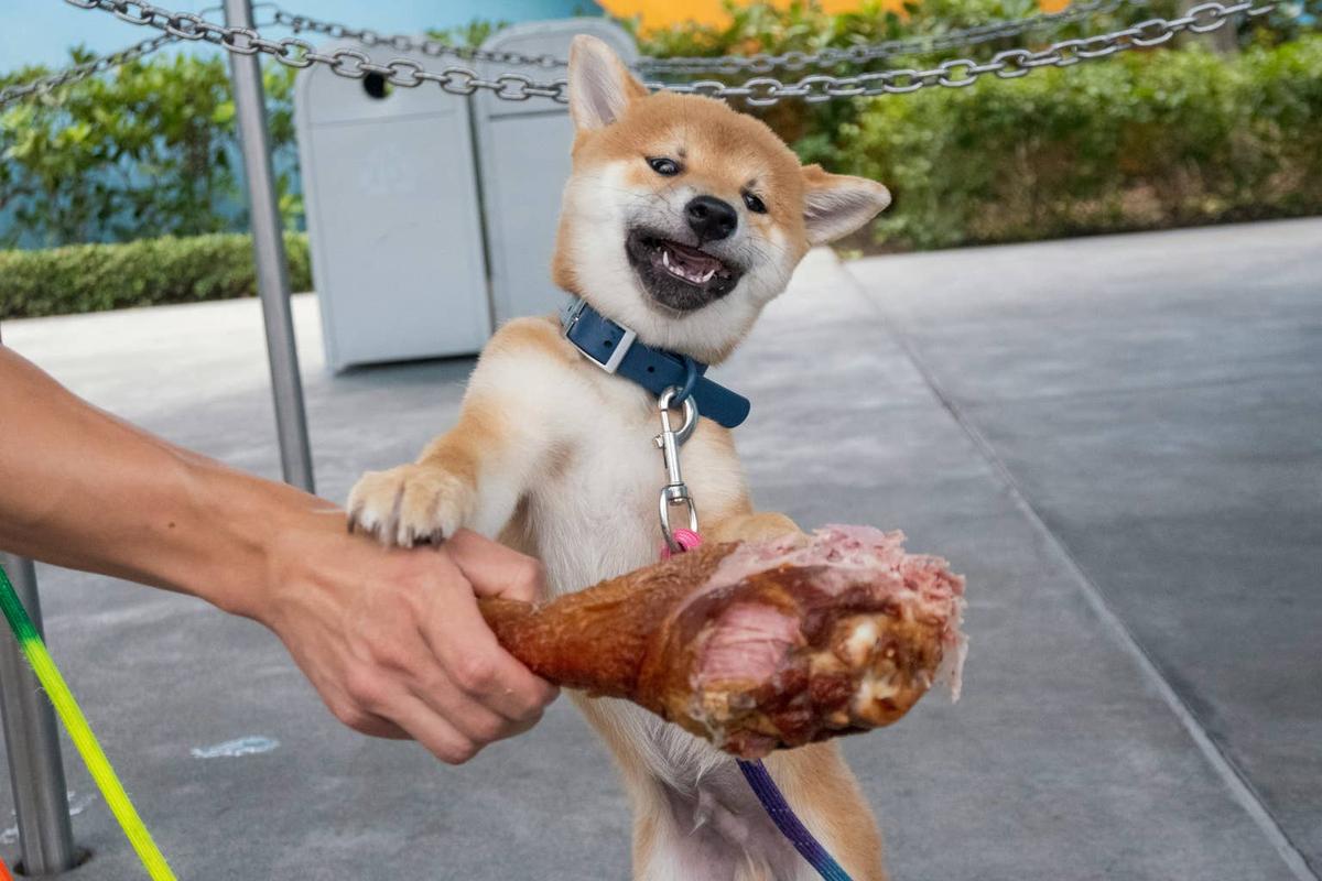  Shiba Inu dog looking at huge turkey leg.