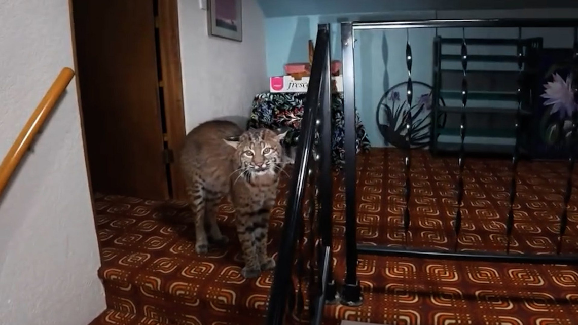 Suspected 'cat burglar' turns out to be wild bobcat inside home 