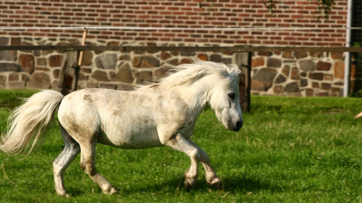 Mini Shetland Pony in gallop. 