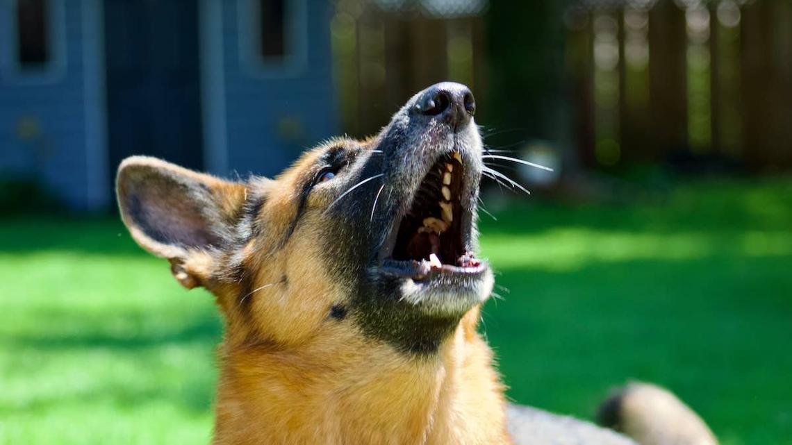 Dog Mom Thought Her German Shepherd Had Stopped Listening Until One Change Helped 