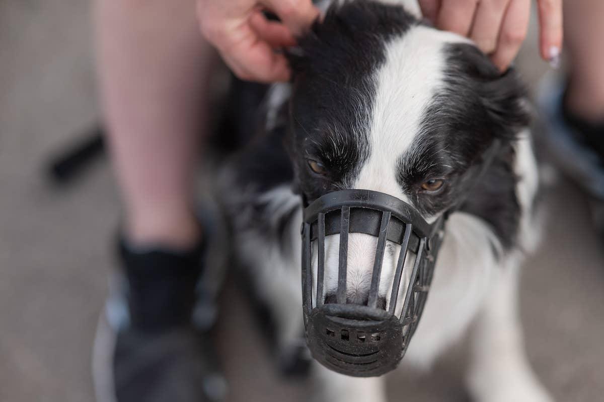  Border Collie in a muzzle.