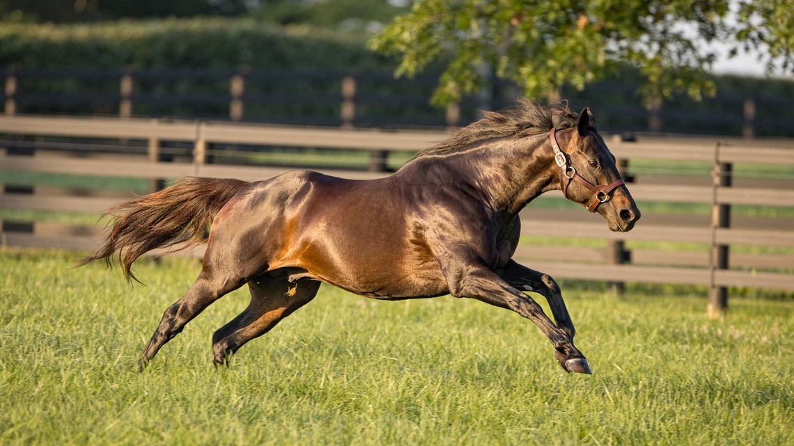 Maxfield, Into Mischief Lead Year-To-Year Gains In Week One Average At Keeneland September 