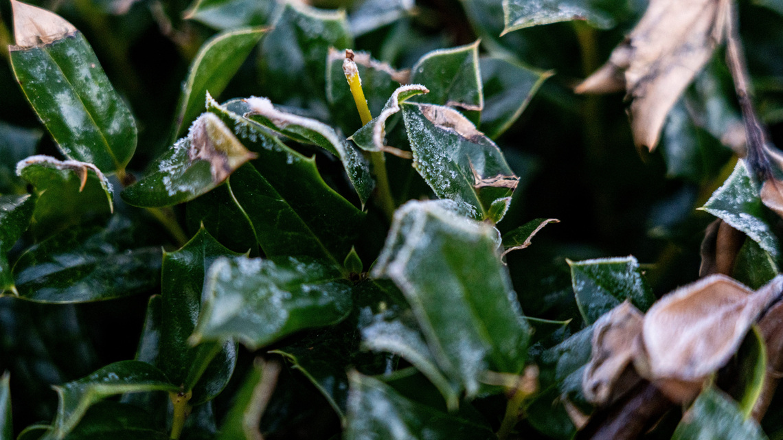 Overnight freeze warning issued for Sunday morning in Northeast Ohio 