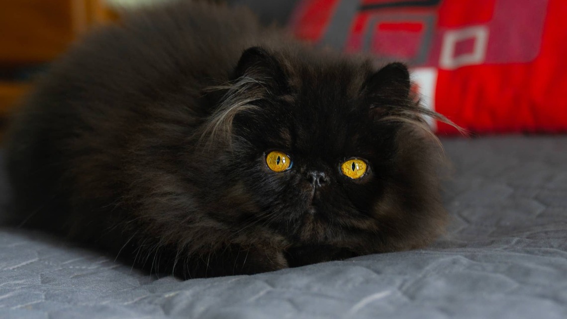Tiny Black Persian Kitten Looks Like a Dust Bunny With Anger Issues