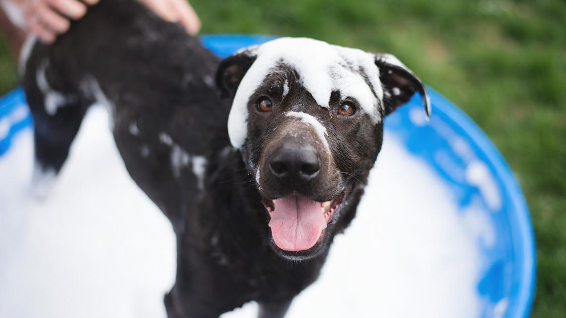 Shelter Dog's First Car Ride Turns Into an Emotional Reunion