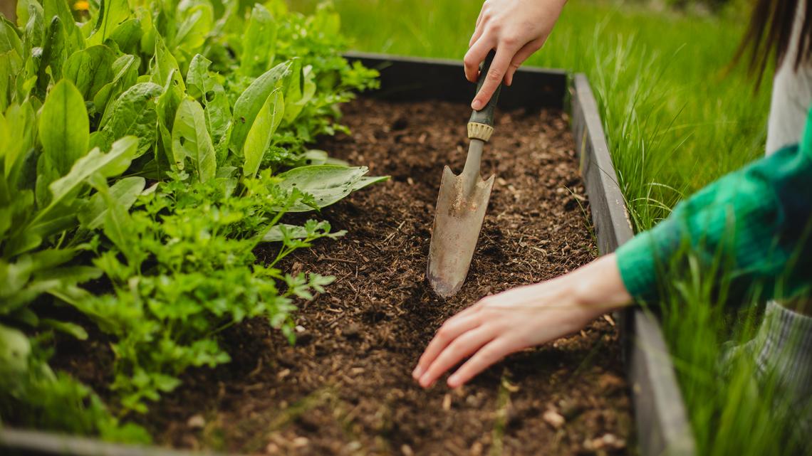 What To Do If Your Raised Bed Soil Sank Over Winter 
