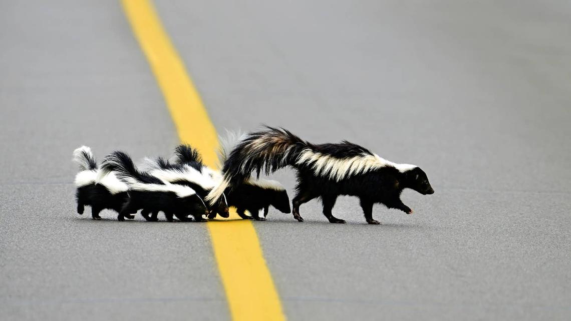 Mom skunk and babies.