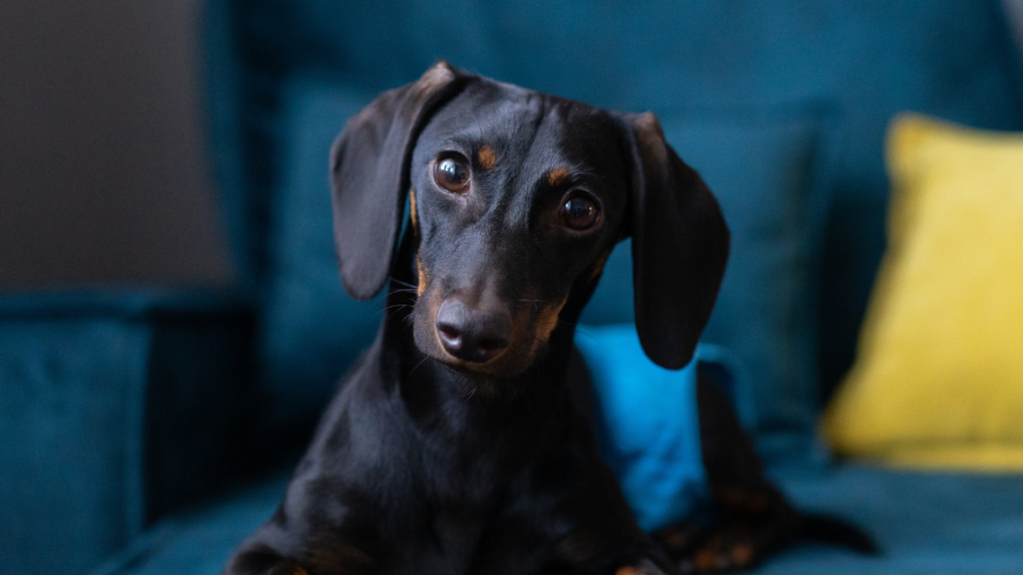 Mini Dachshund Has a Full Pillow Dance Routine Before Lying Down 