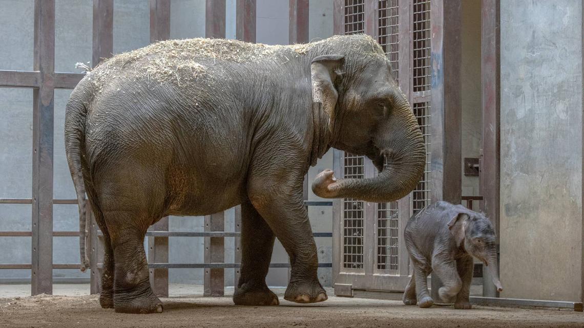 National Zoo's New Baby Asian Elephant, Lin Mai, Makes a Splash With First Bubble Bath  