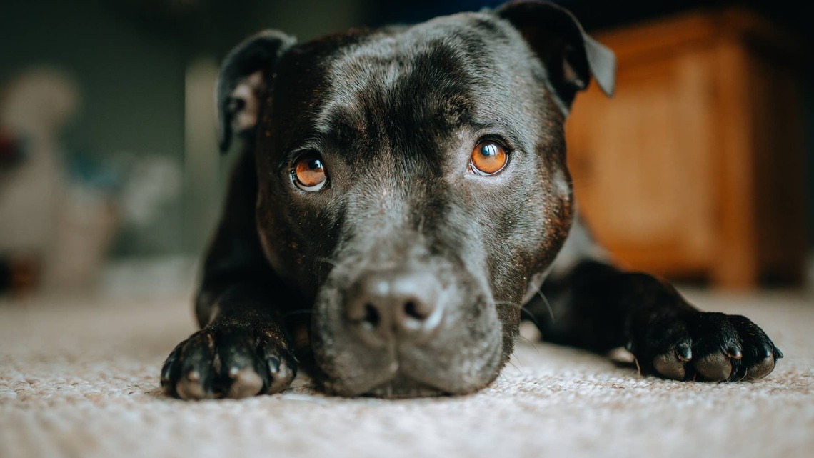 Blue Staffy With a 'Very Efficient Internal Clock' Goes to Bed at 8 PM Sharp Every Single Night 