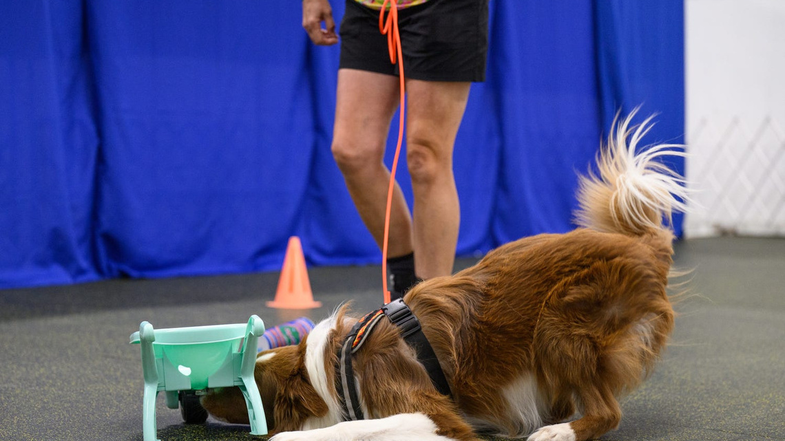 Pups show off their sniffing skills in fascinating dog competition 