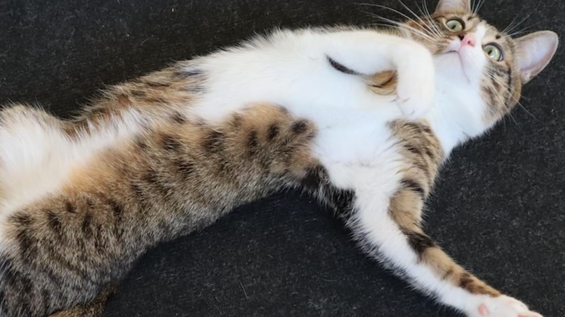 Tabby Cat Goes Full Spread Eagle During Grooming With Zero Shame 
