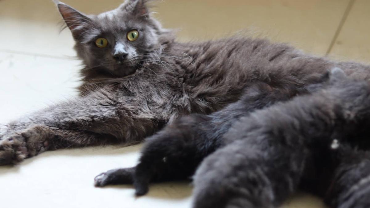 Maine Coon kittens sitting on a cat tree together. 