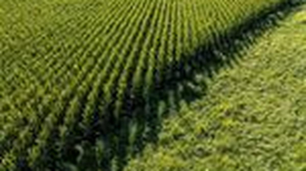 A drone view shows acres of corn fields filling the landscape near Springdale, Iowa, U.S., August 20, 2025. REUTERS/Evelyn Hockstein