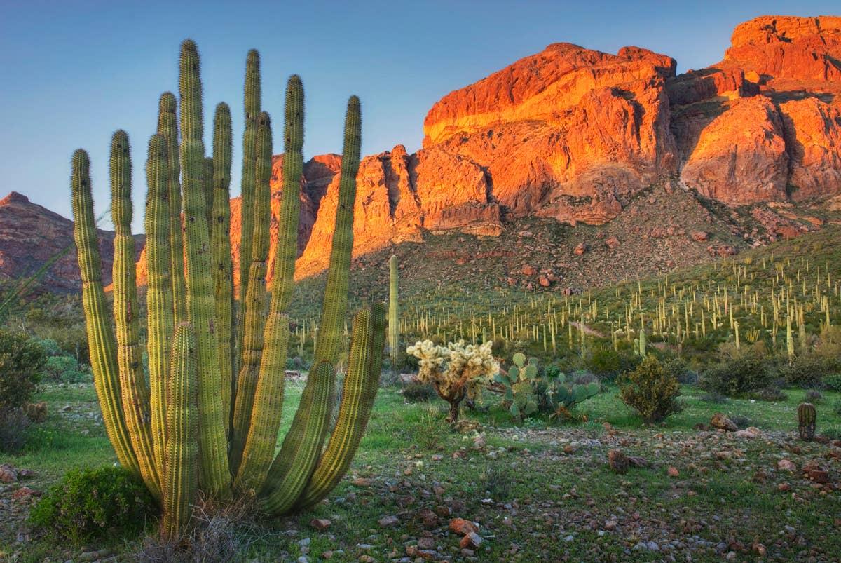  Rattlesnakes roam throughout Sonoran Desert.